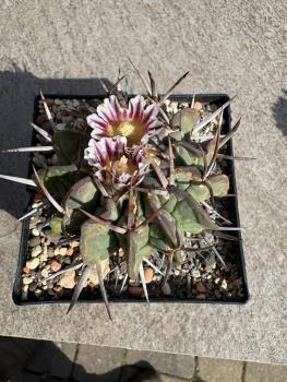 Stenocactus coptonogonus